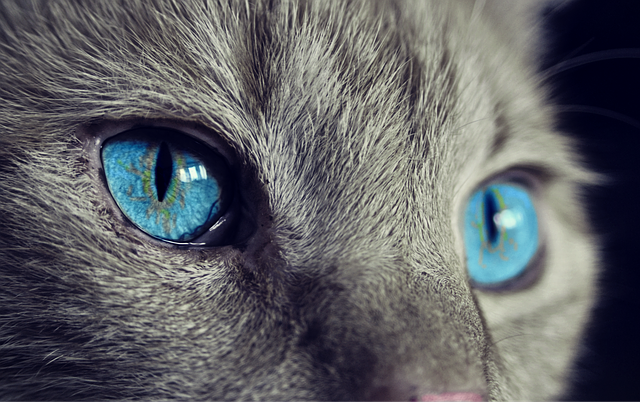 Über IT-Regel 18 und Katzen